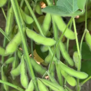 启东毛豆