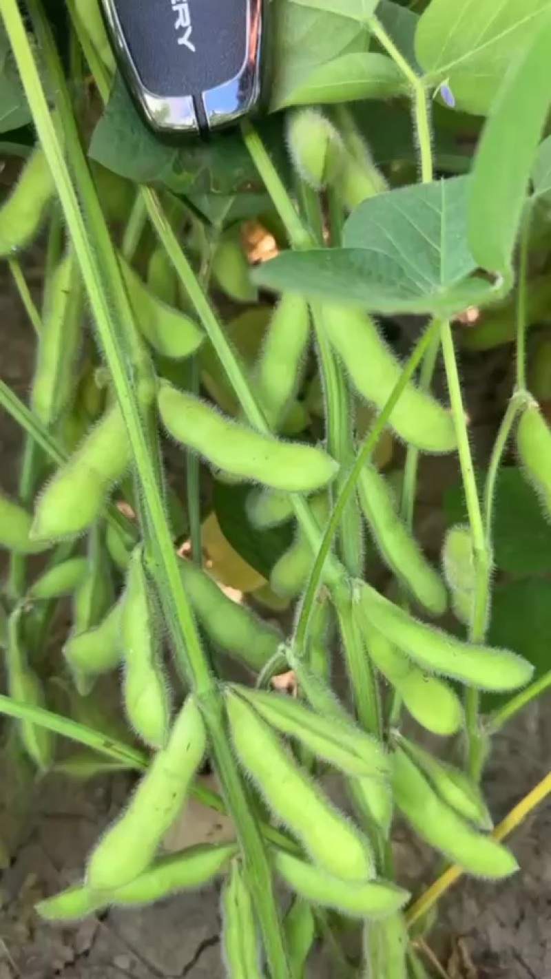 启东毛豆