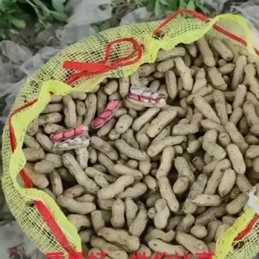 纯沙土地种植，皮毛量特别干净