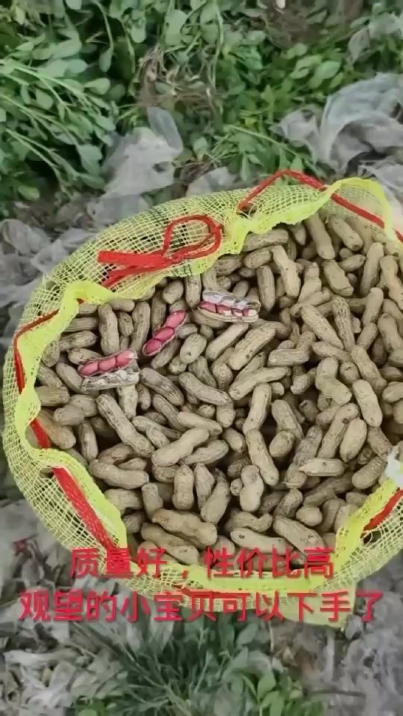 纯沙土地种植，皮毛量特别干净