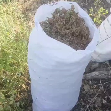 野生甘草籽
