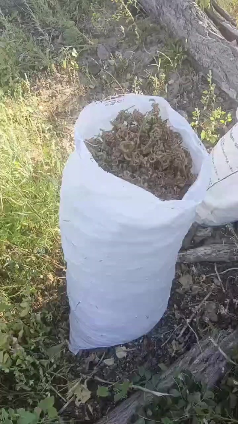 野生甘草籽