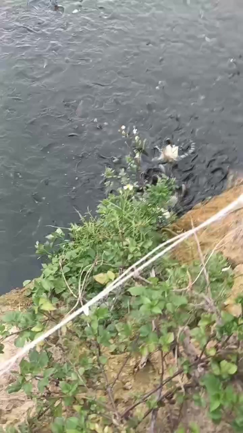 埃及唐峰鱼