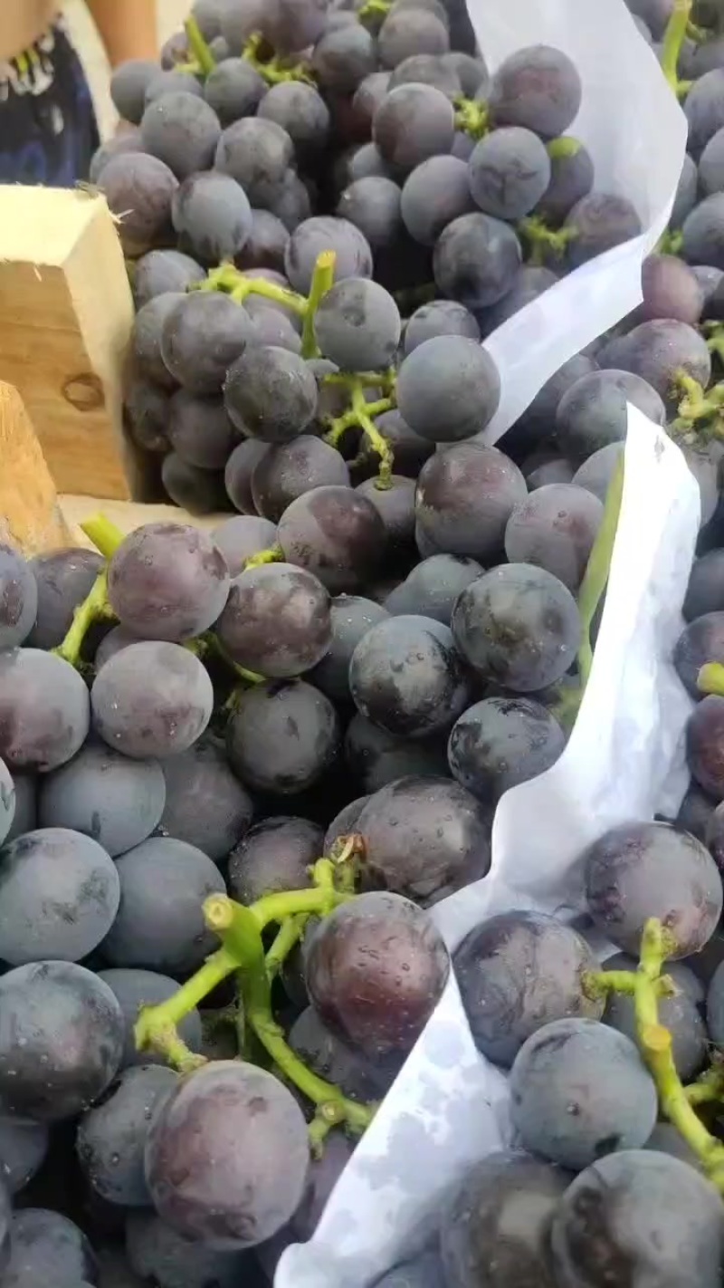 早巨峰葡萄