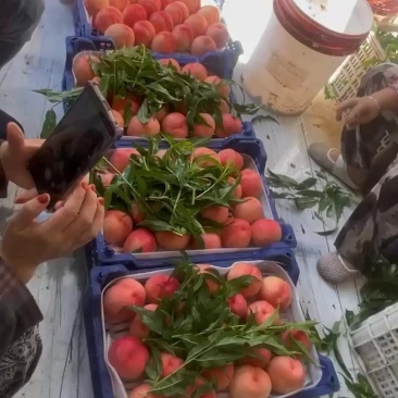 质量口感好