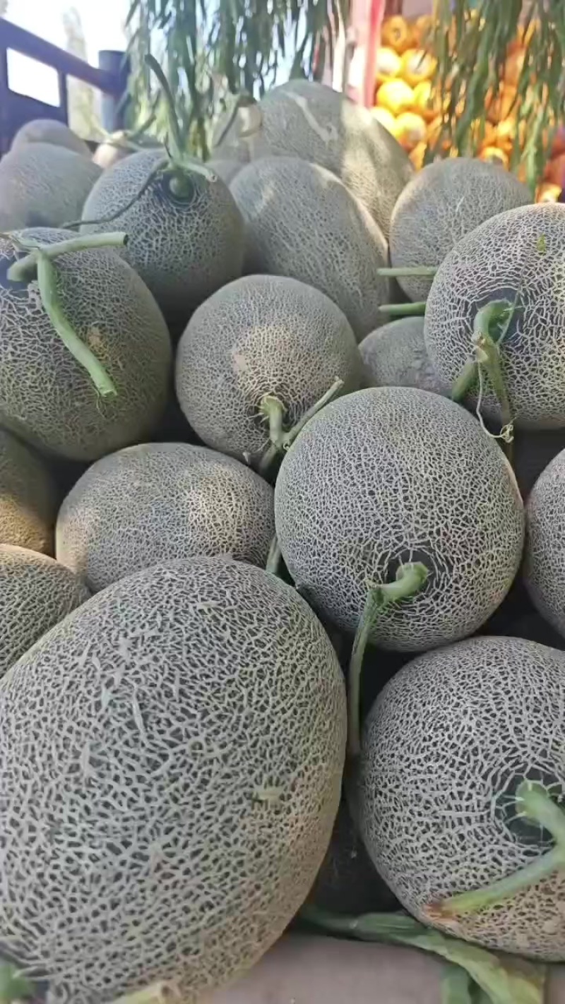 哈密瓜