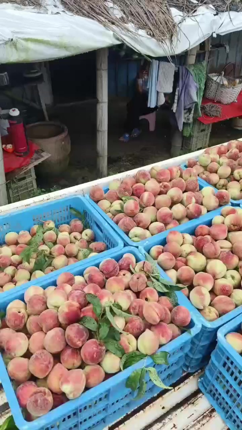 燕红桃
