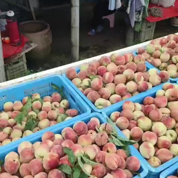 燕红桃