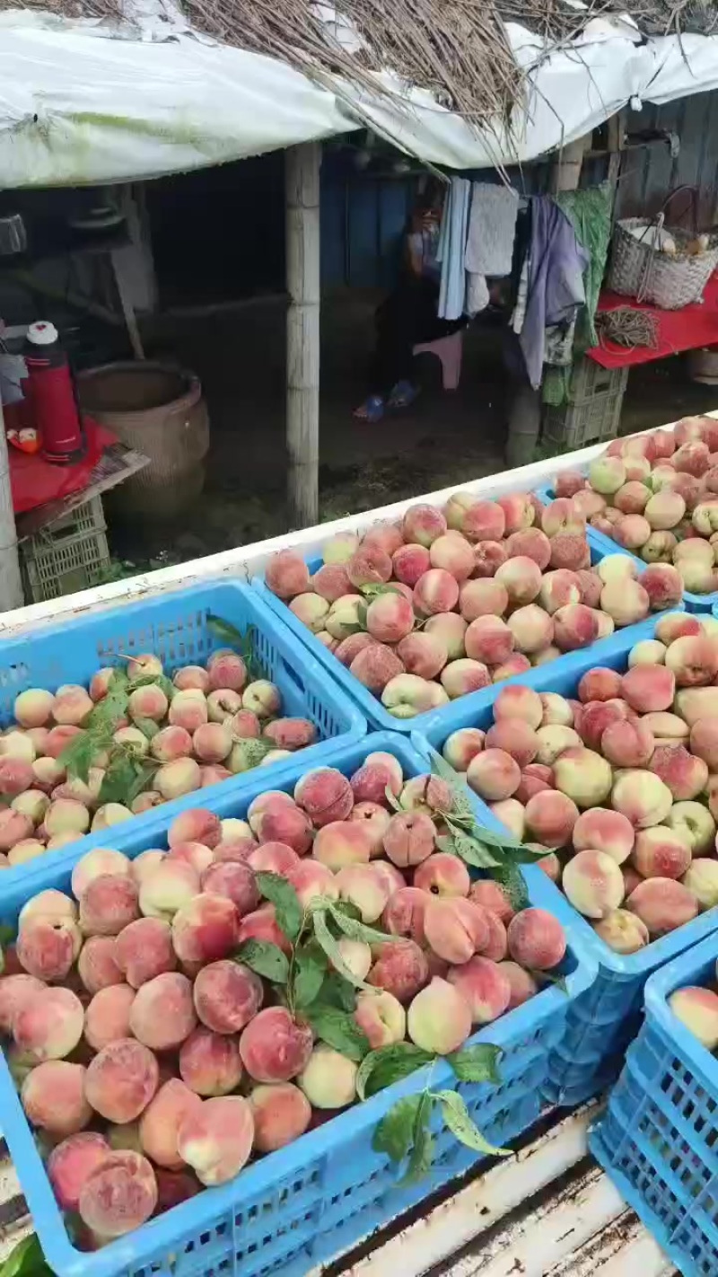 燕红桃