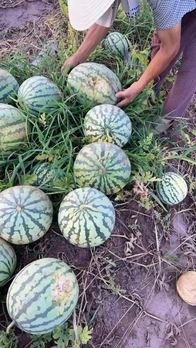 二茬西瓜
