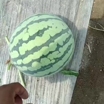 美都西瓜