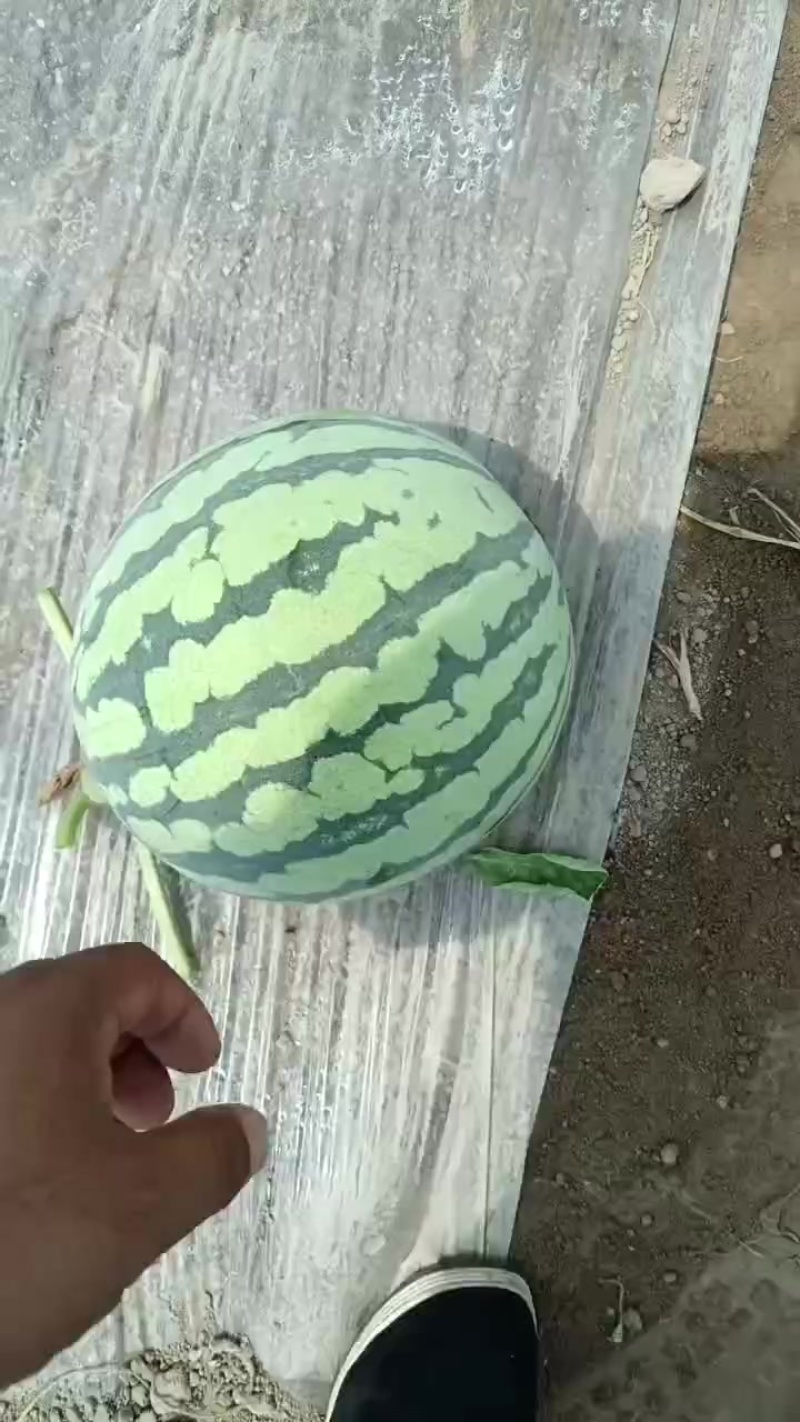 美都西瓜
