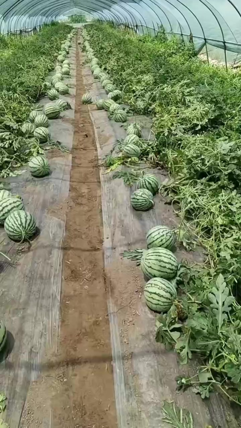 美都西瓜