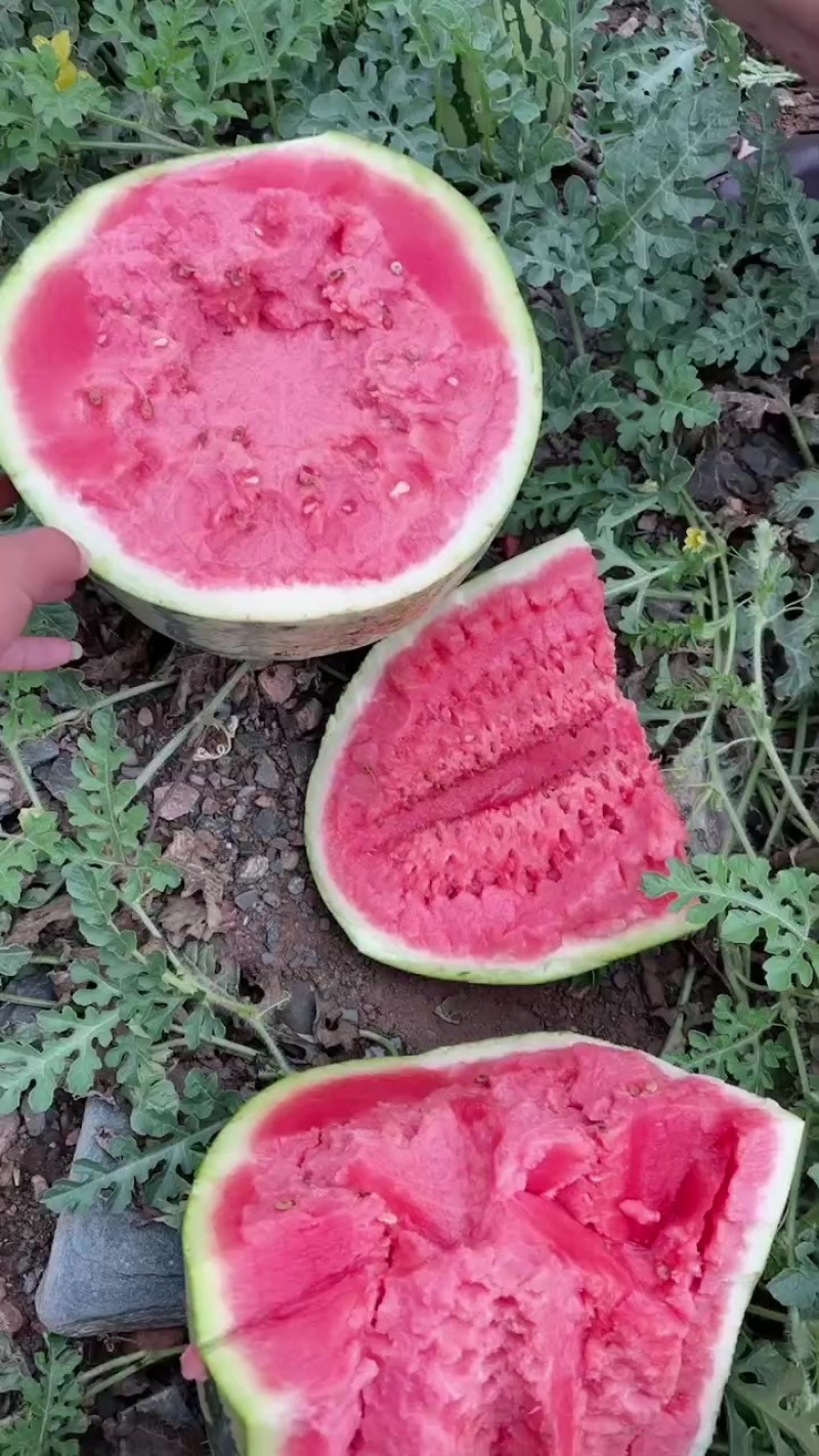 西瓜