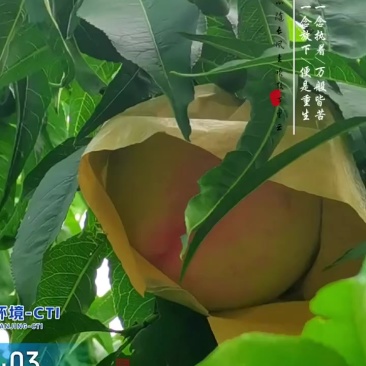 畇鹊农庄高端水蜜桃