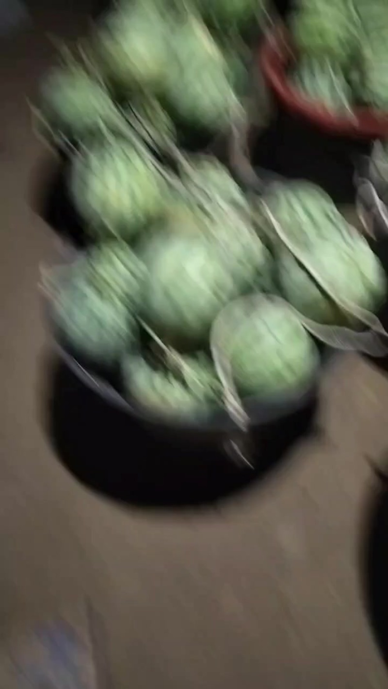 江苏盐城麒麟美都二茬西瓜