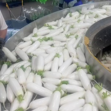 精品白萝卜
