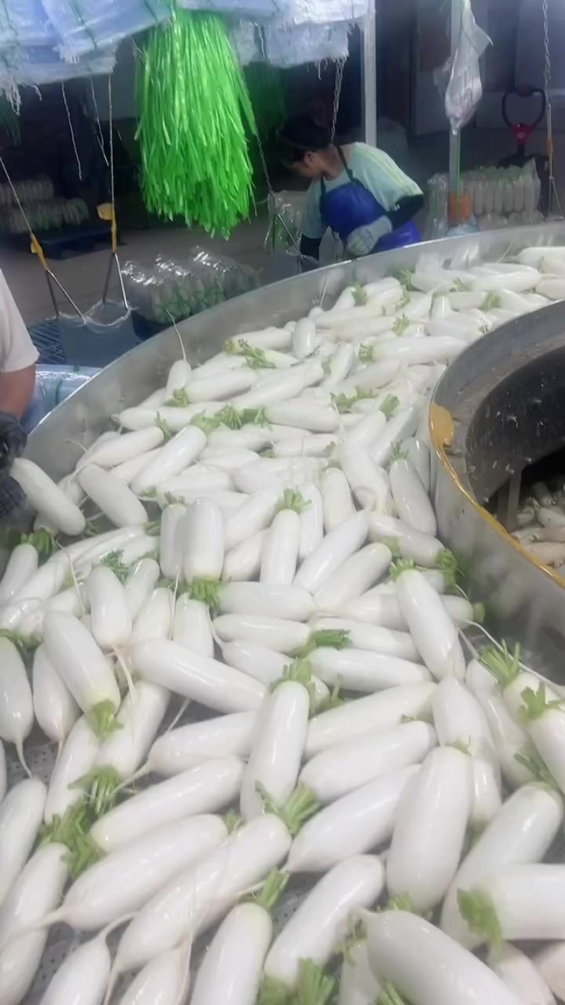 精品白萝卜