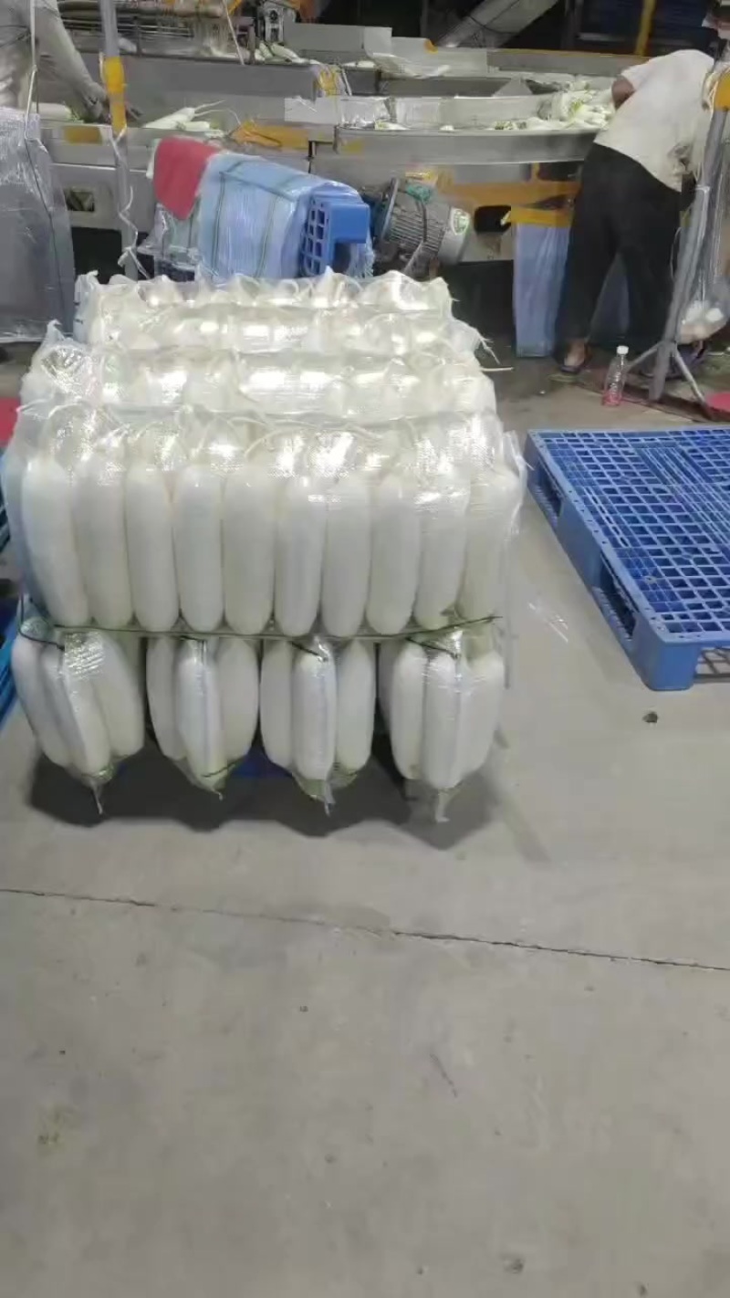 精品白萝卜