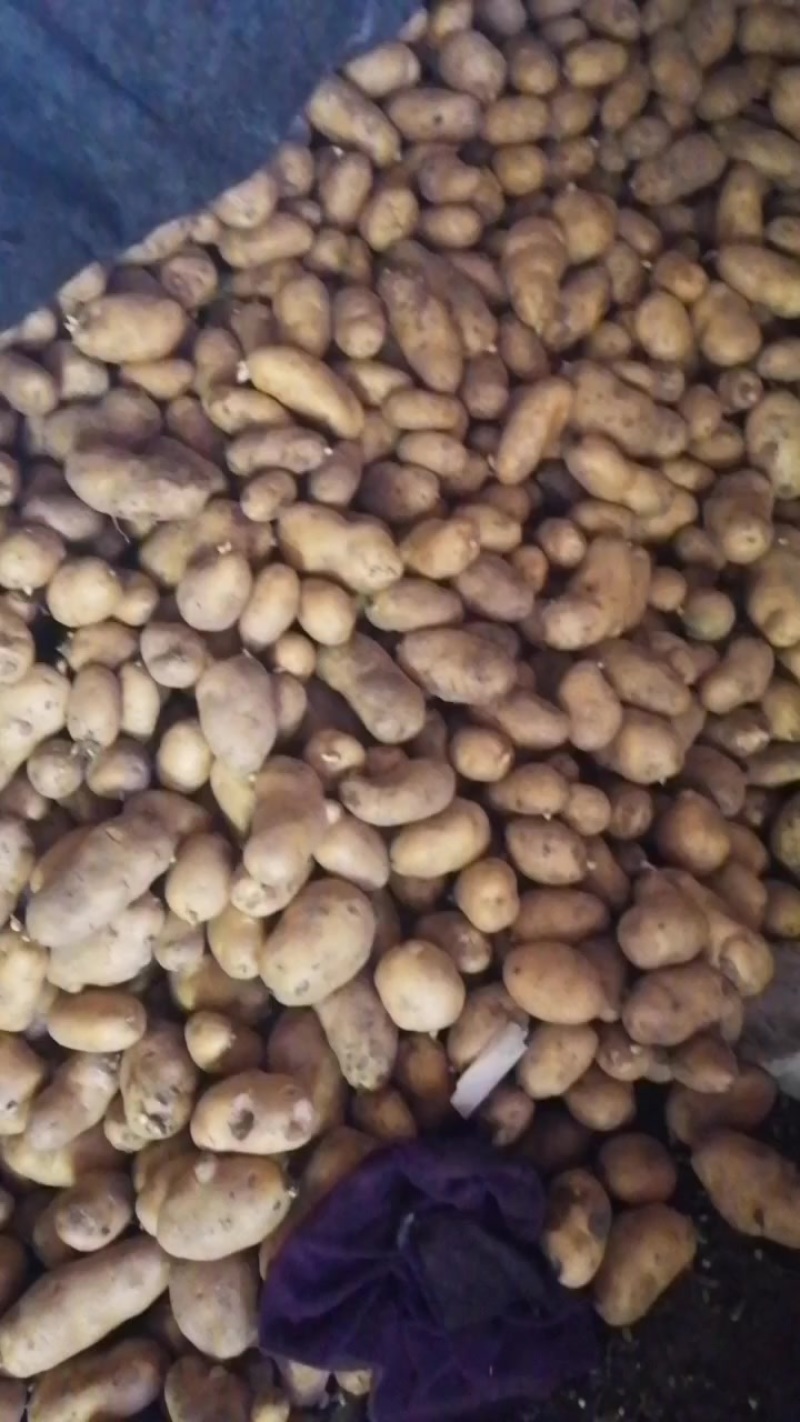 土豆荷兰十五