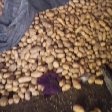 土豆荷兰十五