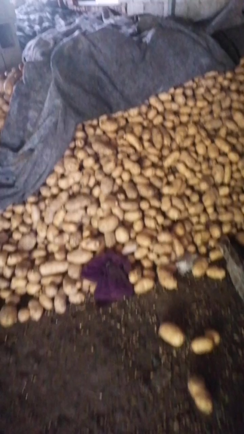 土豆荷兰十五