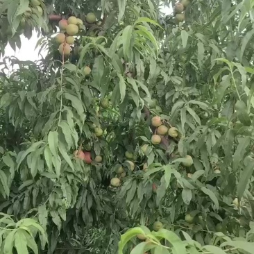 珍珠枣油桃
