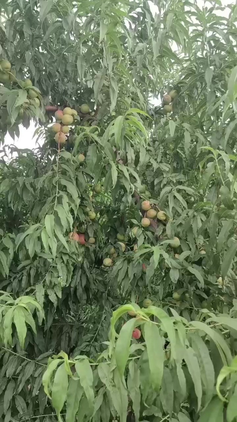 珍珠枣油桃