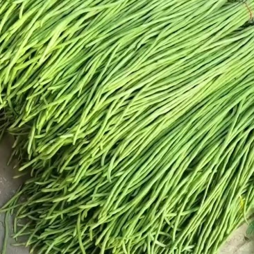 精品豆角