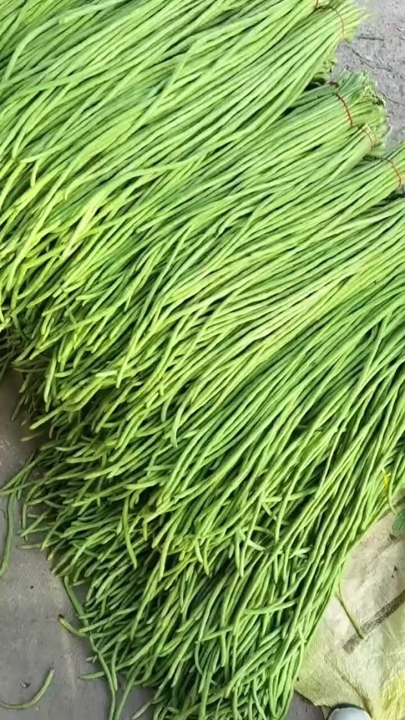 精品豆角