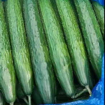 黑亮油绿干花黄瓜