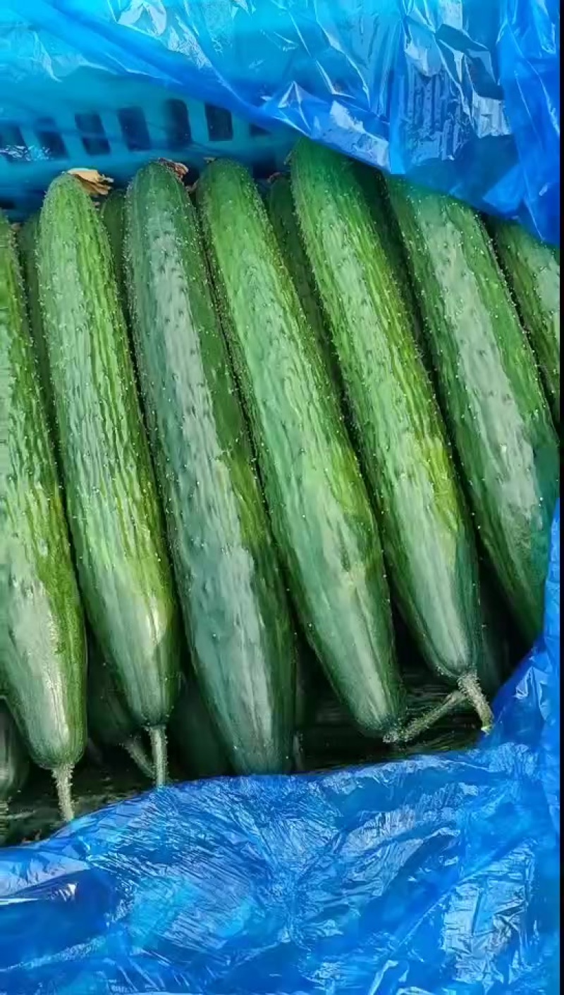 黑亮油绿干花黄瓜