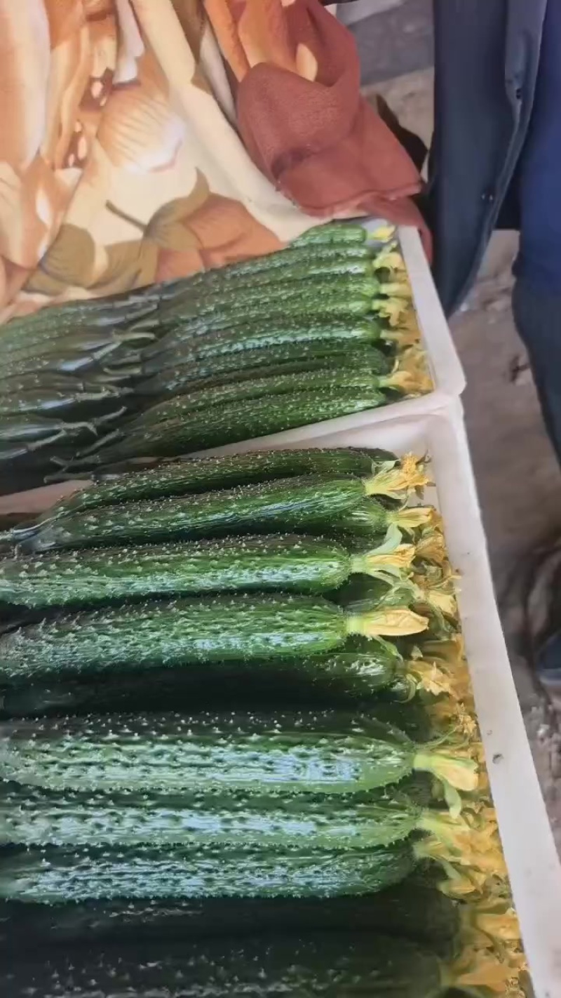 黑亮油绿干花黄瓜