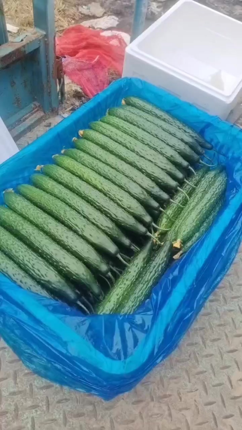 黑亮油绿干花黄瓜