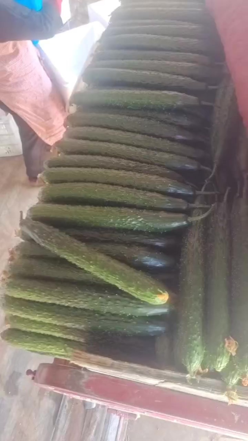 黑亮油绿干花黄瓜