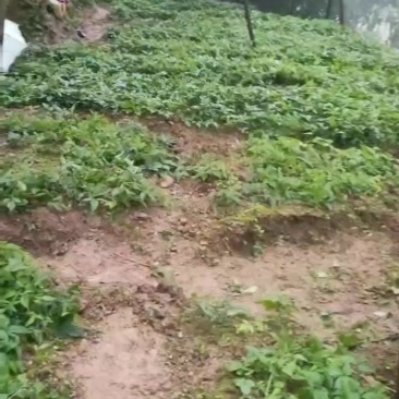 三叶青苗