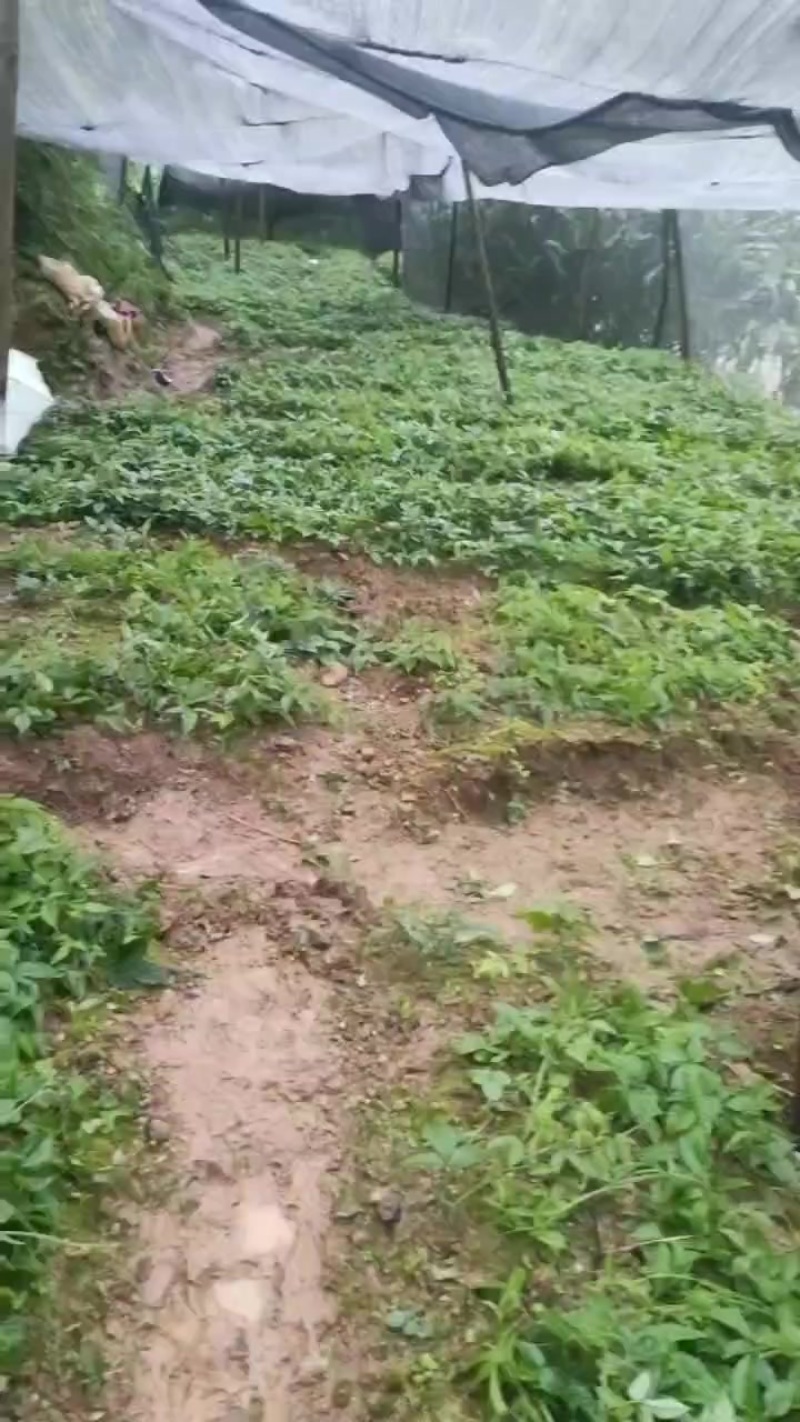 三叶青苗