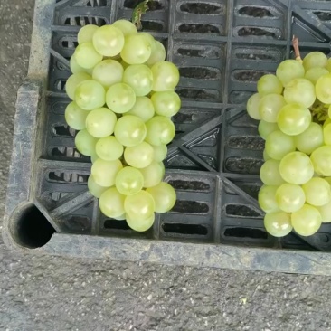 贵州水晶葡萄