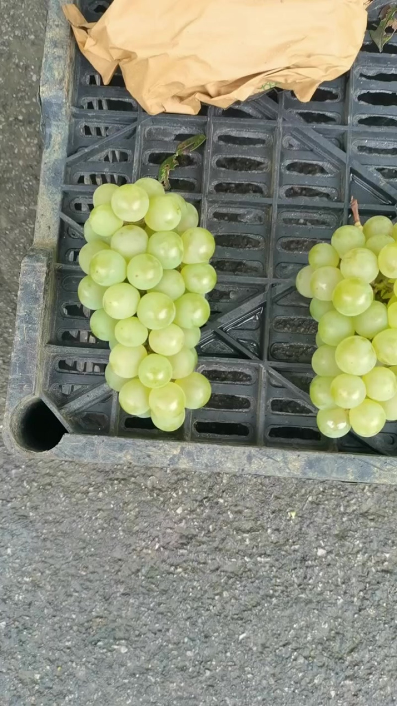 贵州水晶葡萄