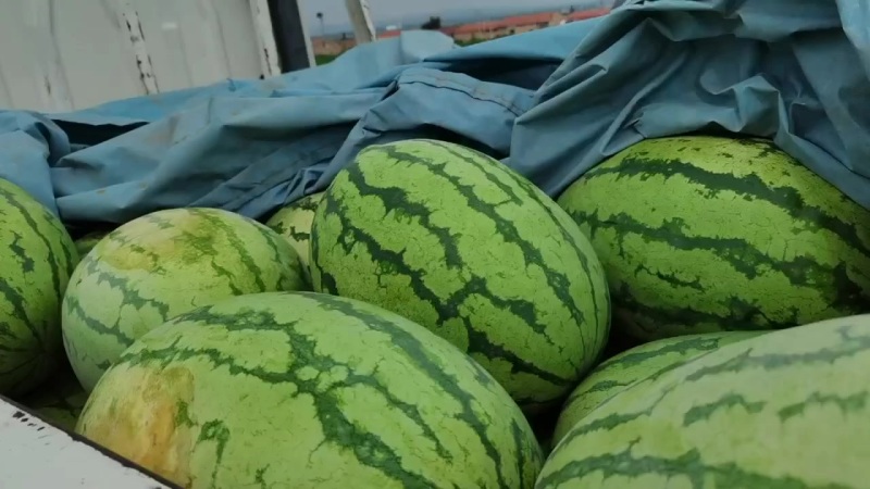 西瓜