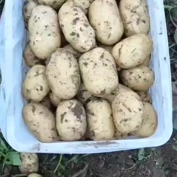 土豆三两通天货，二两通天货。精品，农户