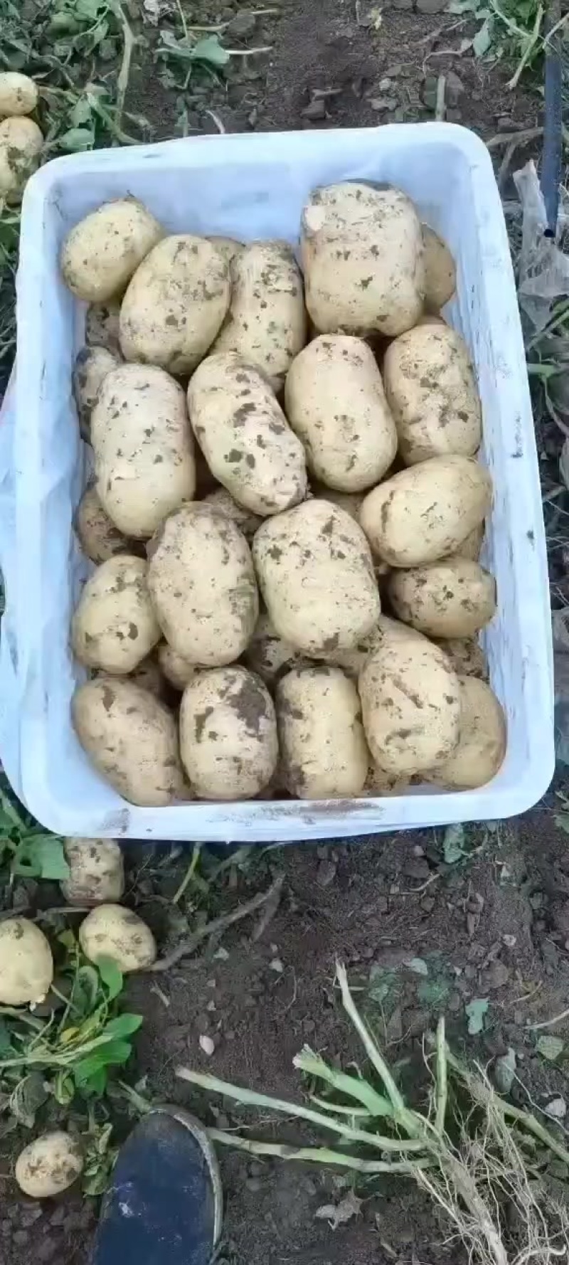 土豆三两通天货，二两通天货。精品，农户