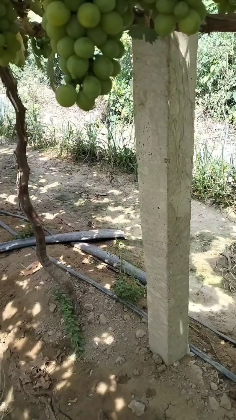 金香一号