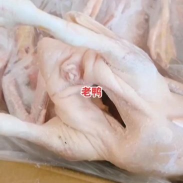 老鸭