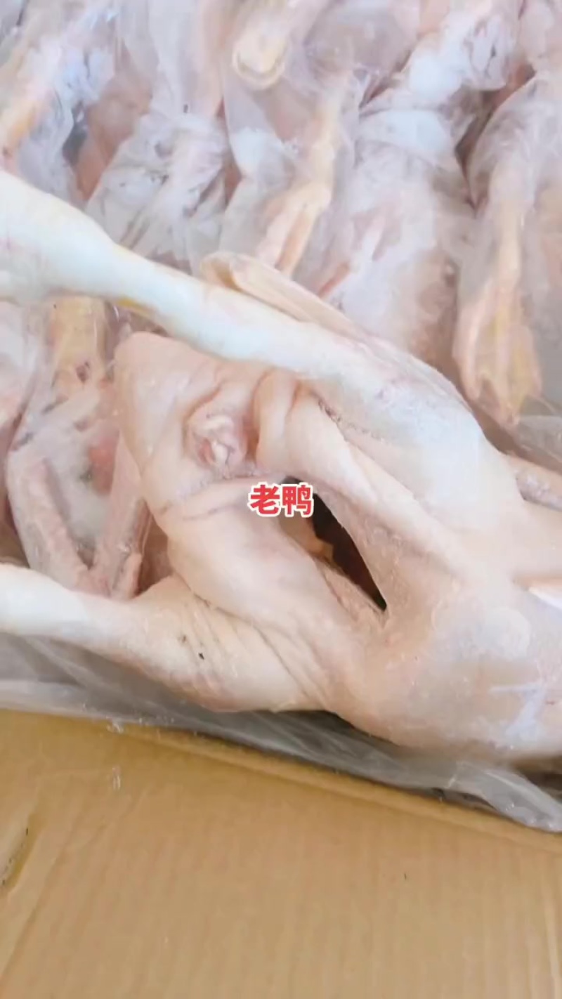 老鸭