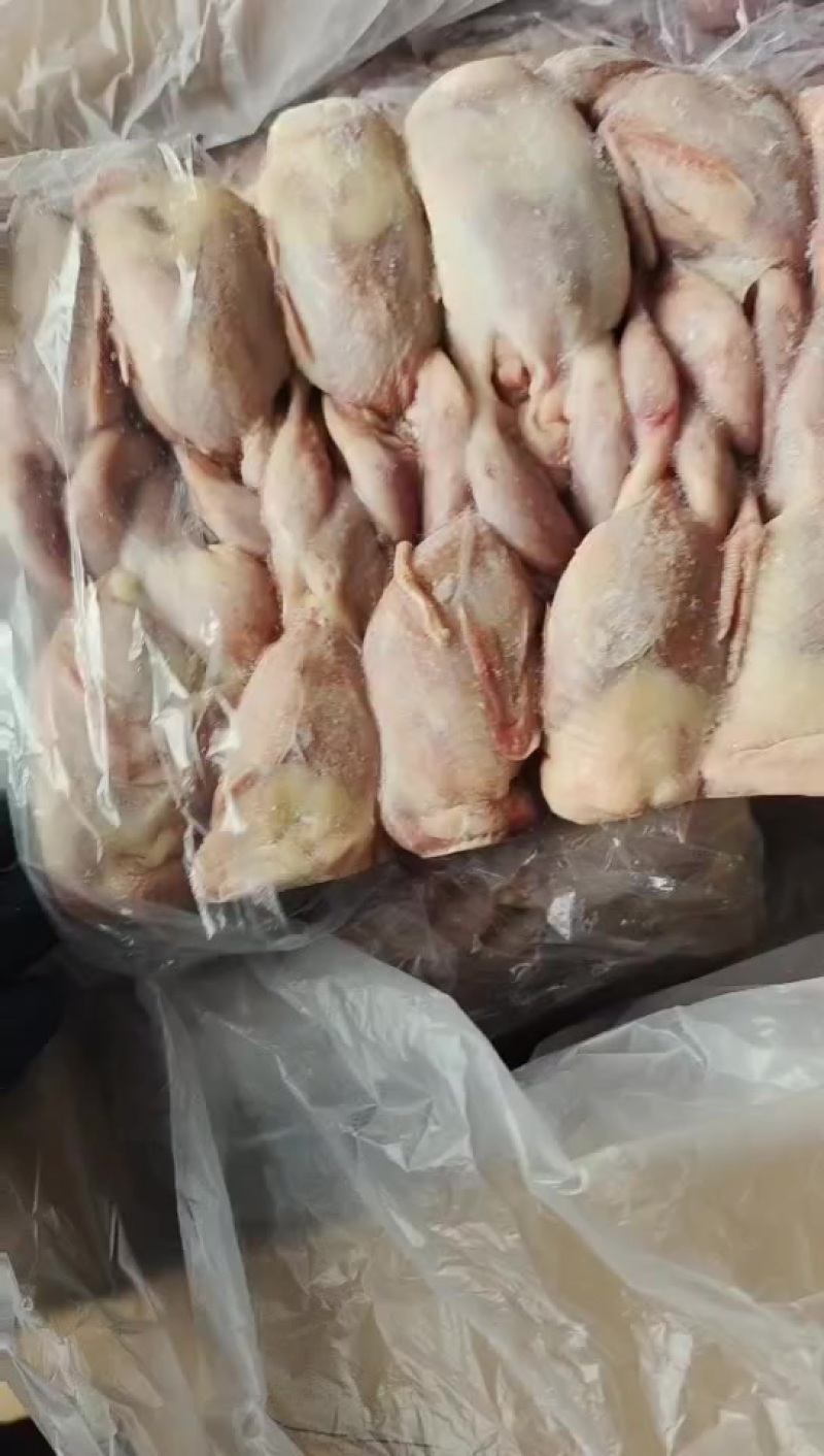 鹌鹑