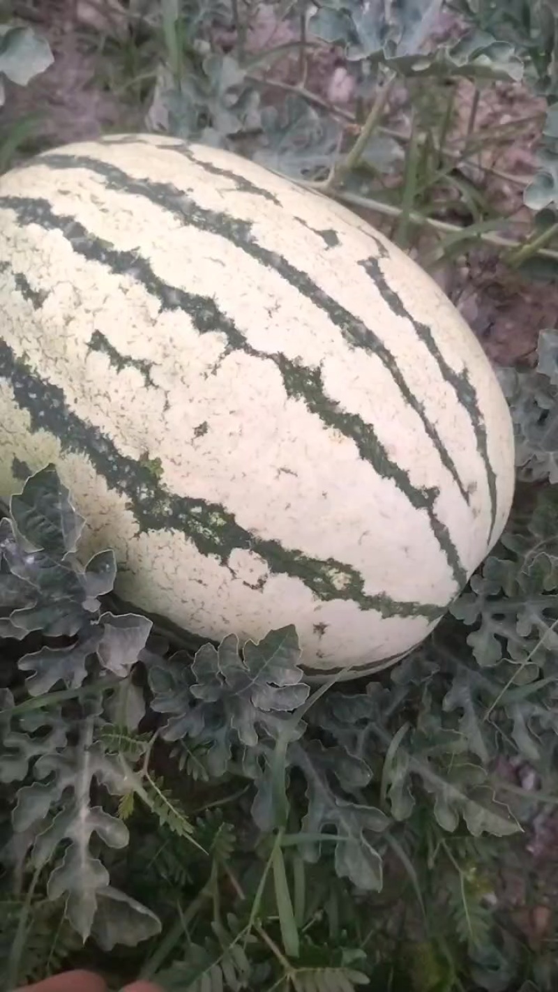 旱沙西瓜