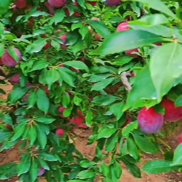 美一李子货源充足