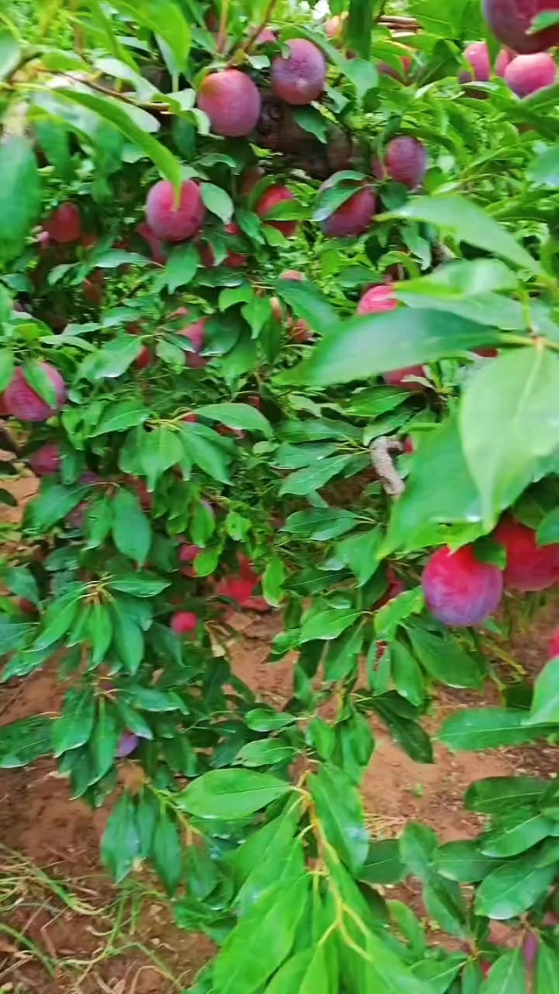 美一李子货源充足