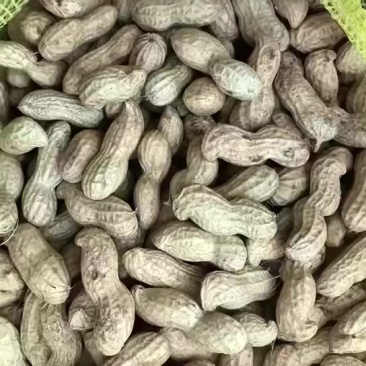 河南开封鲜花生大量上市需要联系